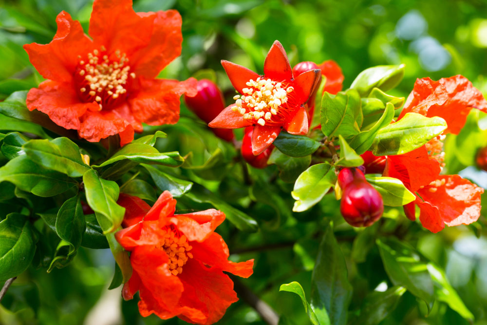 Un delicato fiore di Anar: storie dall’Afghanistan